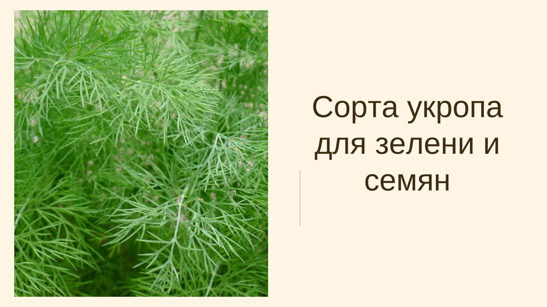 Лучшие сорта укропа