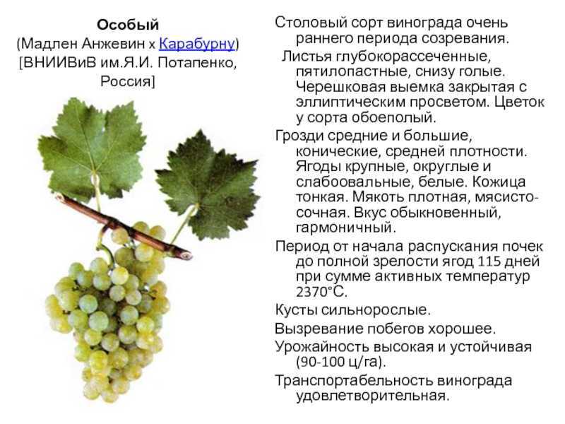 Лучшие сорта винограда для подмосковья - 20 самых вкусных, морозостойких