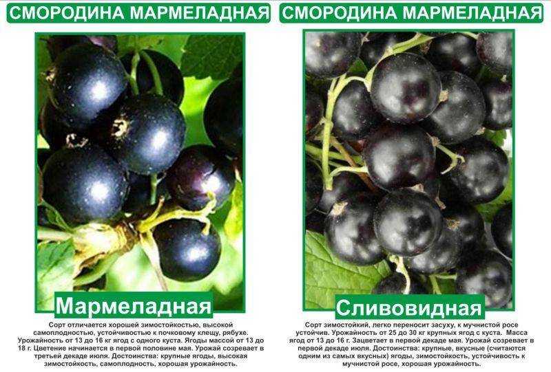 🏡в 2023 году высаживаем в подмосковье лучшие сорта черной смородины