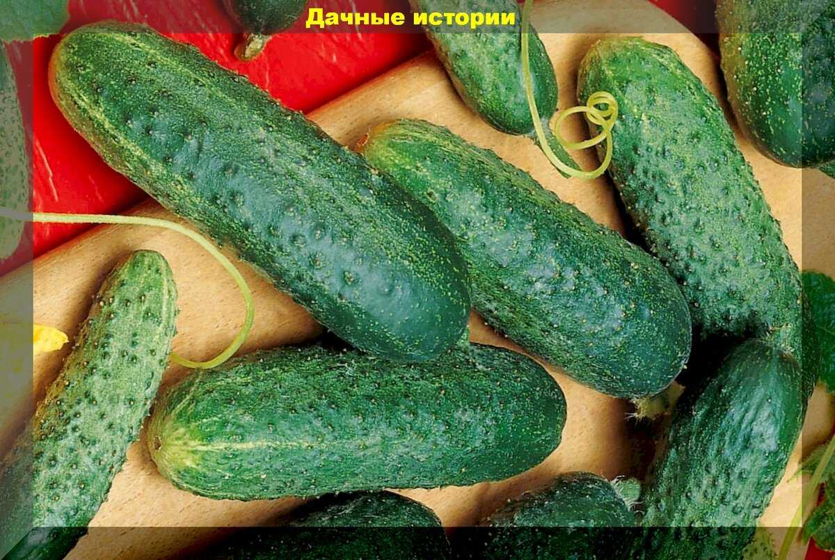 Лучшие сорта огурцов: самые урожайные сорта огурцов для открытого грунта