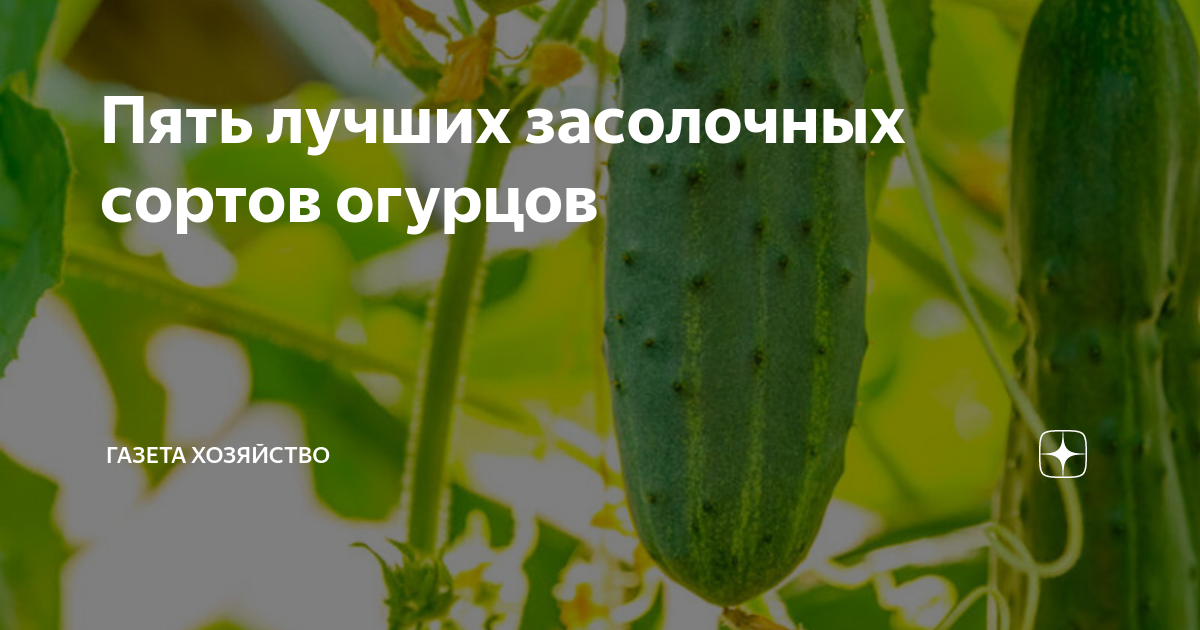 12 лучших сортов огурцов для засолки