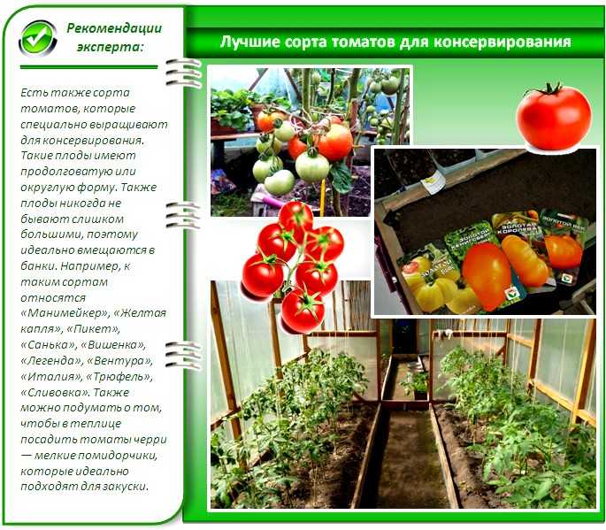 Лучшие сорта засолочных помидоров