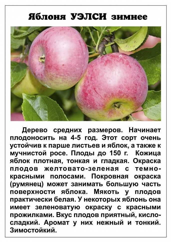Сорта яблонь для ленинградской области: лучшие ранние сладкие сорта и отзывы о них | tele4n.net
