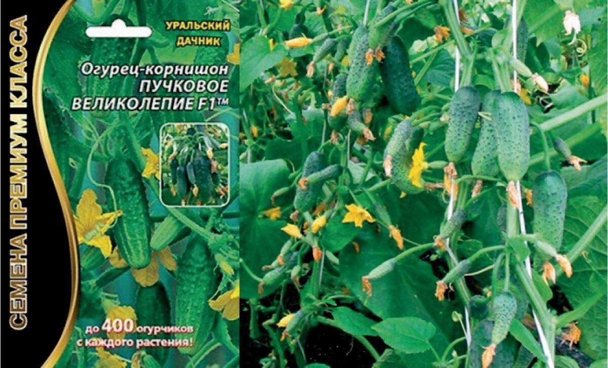 Щавель: выращивание на огороде, свойства
