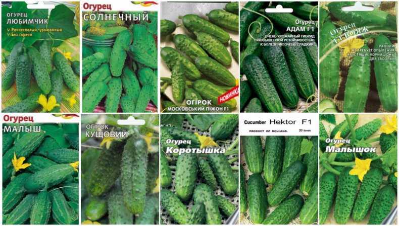 Лучшие сорта огурцов на 2023 год: самые урожайные, вкусные, для теплицы и открытого грунта