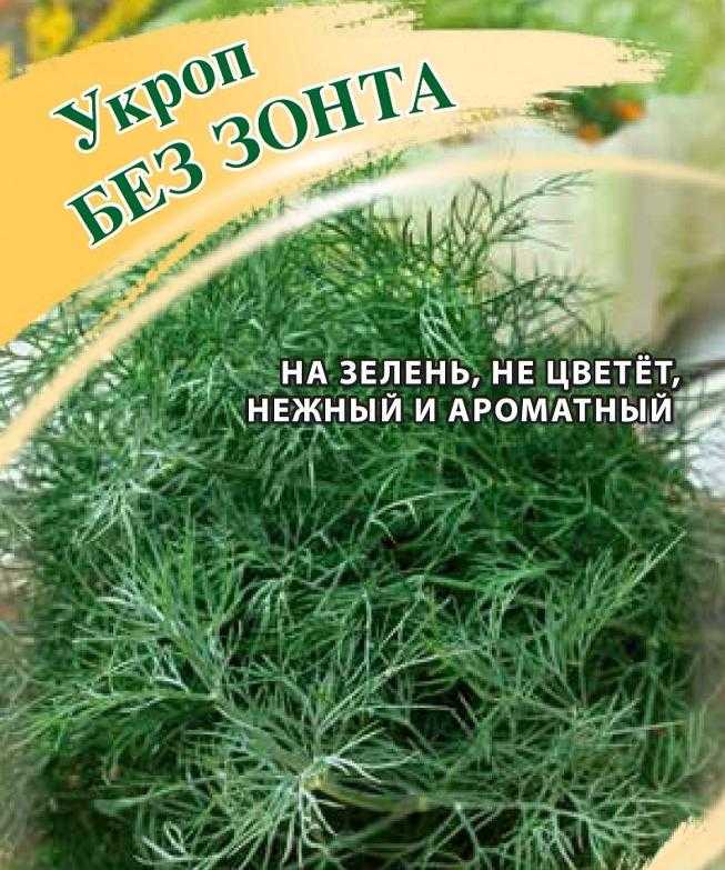 Сорта кустового укропа: аллигатор и другие